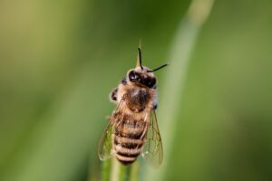 bee, insect, winged insect-3454075.jpg